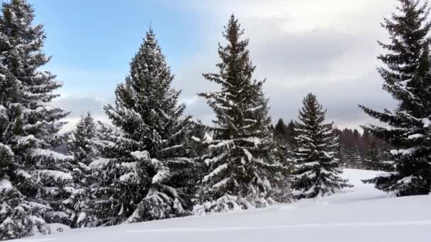 Stromy v zimě Karpatské hory. Zasněžené jedle v denním světle v pozadí. — Stock video