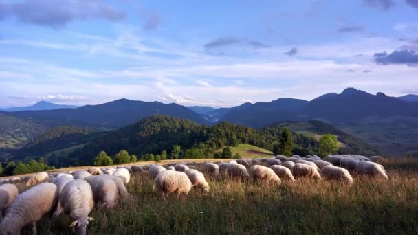 Ovce pasoucí se na travnaté louky v krásné horské scenérie.4K — Stock video