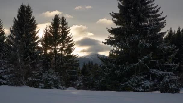 Winterlandschap in het sparrenbos. Tussen de bomen de top van de berg, inzoomen — Stockvideo
