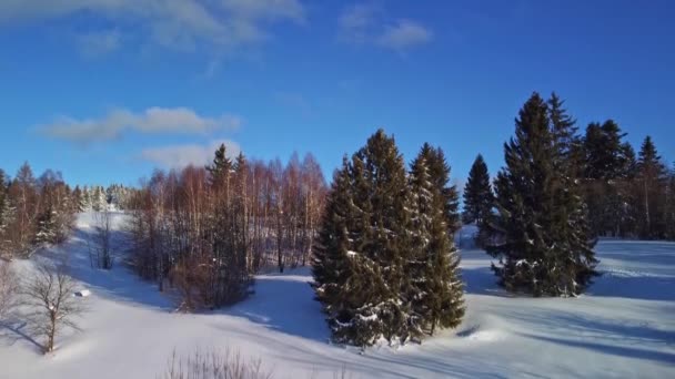 Vanuit de lucht uitzicht op het winterbos, uitzicht van achter de bomen omhoog — Stockvideo