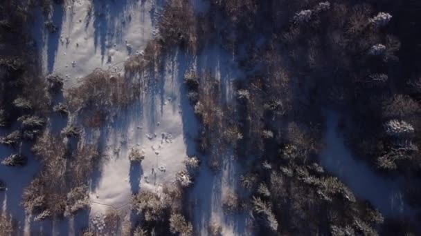 Vysoký letecký výhled zimní les — Stock video