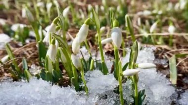 Karda beyaz kar damlası çiçekleri. Eriyen kar. Güneşli bir günde bir bahar bitkisinin makrosu, zaman aşımı 4K