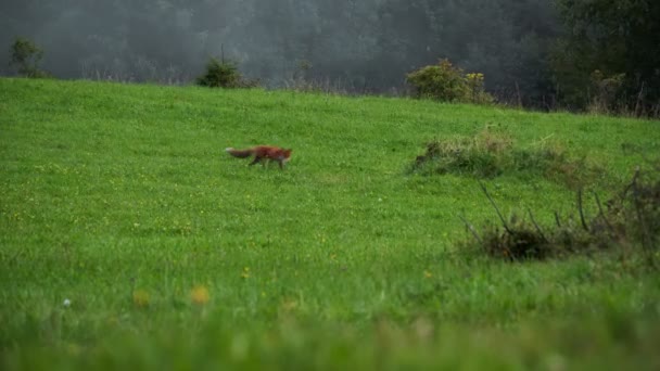 Fox op zoek naar voedsel op een groene weide — Stockvideo