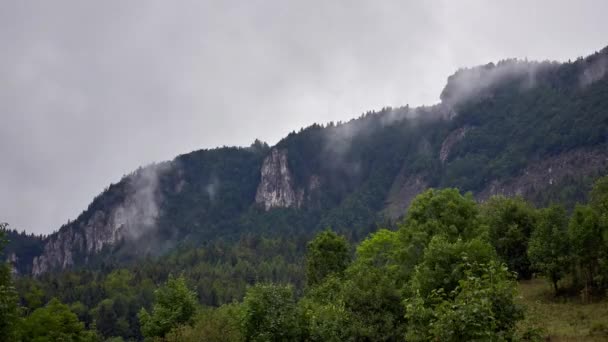 Vapor de água subindo da floresta após a chuva. Formação de nuvens — Vídeo de Stock