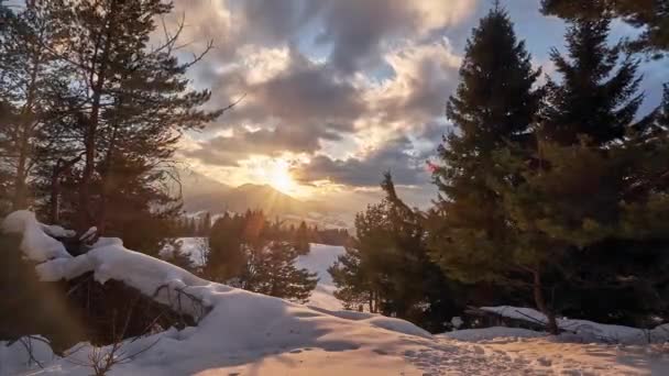 Tepelerin Arkasında Güneş Batıyor Rüzgarda Sallanan Ağaçlar Çam Ağaçları Parlak Akşam Altında — Stok video