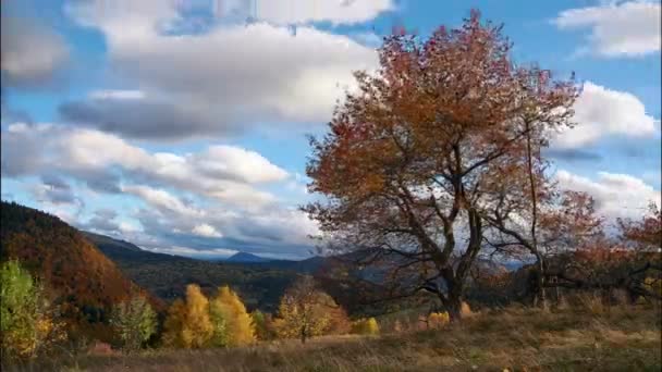 Paisagem de outono, árvore dobrada ao vento. Folhas a cair. Nuvens no céu azul. Tempo ventoso. FHD — Vídeo de Stock