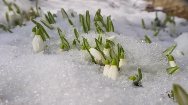 Fiori di bucaneve bianchi nella neve. Sciogliere la neve — Video Stock