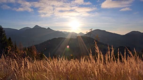 Hierba seca en luz dorada, los rayos del sol iluminan la hierba. Montaña Cárpatos paisaje — Vídeos de Stock