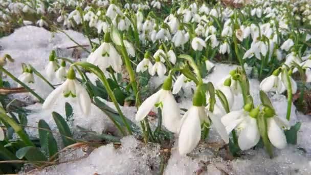 Closeup af snedråbe blomster i smeltende sne i foråret morgen tid bortfalder – Stock-video