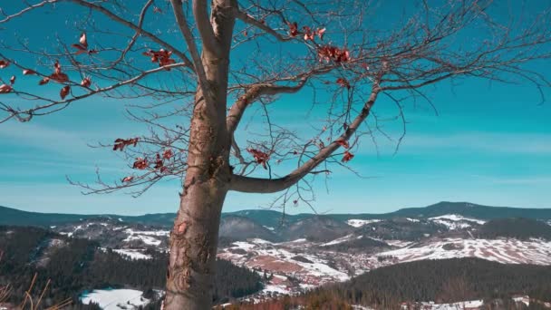 Gałęzie bukowe z uschniętymi liśćmi nad górskim krajobrazem wiejskim wiosną — Wideo stockowe