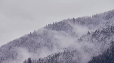Sis ladin ormanından sızıyor. Nisanda soğuk kış rüzgarlı havası. Zaman Dilimi 4K