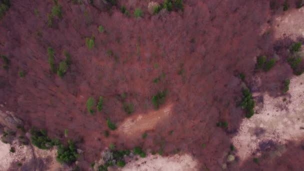 Flygfoto över vacker skog med ängar under vårsäsongen, i Karpaternas nationalpark. — Stockvideo