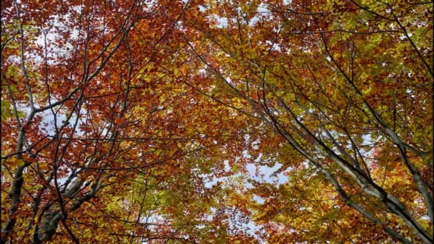 秋、秋の色、カラフルな葉の落葉樹 — ストック動画