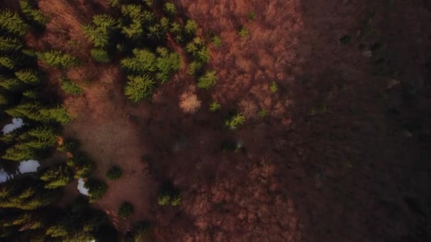 Letecký pohled shora na smíšený les v jarním čase, zlatá hodina, živé lesní barvy. — Stock video