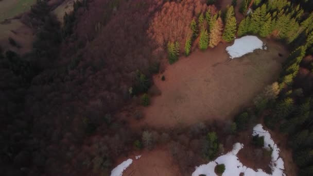 Flygfoto över granskog och bokskog på våren i fint ljus, gyllene timme. — Stockvideo