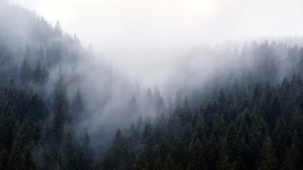 Η ομίχλη ξεχύνεται πάνω από το δάσος ερυθρελάτης, κρύος βροχερός καιρός. — Αρχείο Βίντεο