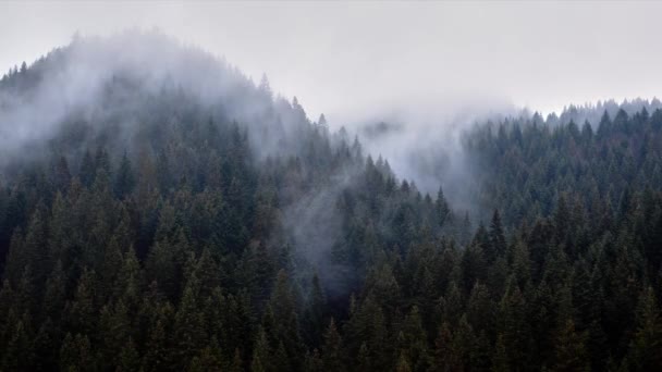 Η ομίχλη χύνεται πάνω από το δάσος ερυθρελάτης, κρύος βροχερός καιρός. FHD — Αρχείο Βίντεο
