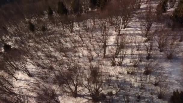 Aerial view. Flight over a snowy forest in a mountainous hilly landscape.Villagein the valley — Vídeos de Stock
