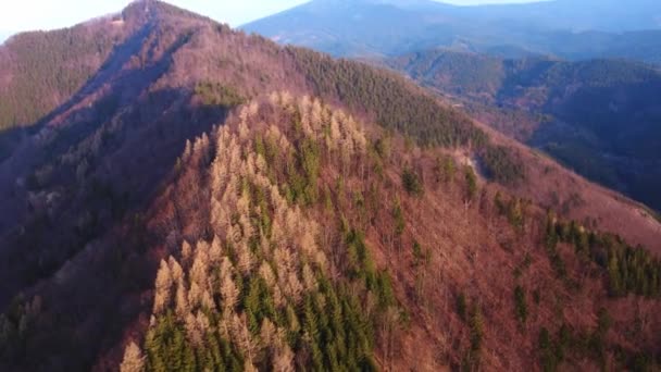 Luftaufnahme einer Drohne über einem erstaunlichen bunten Wald in den Bergen am frühen Abend Frühling. — Stockvideo