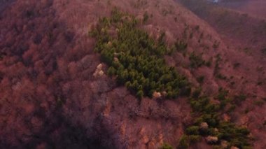 Aerial shot. Spring forest in the beautiful warm colors of the morning sun.