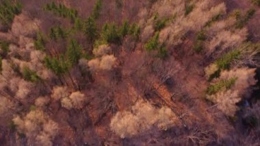 Aerial shot. Spring forest in the beautiful warm colors of the morning sun.Spruces, oaks, beeches