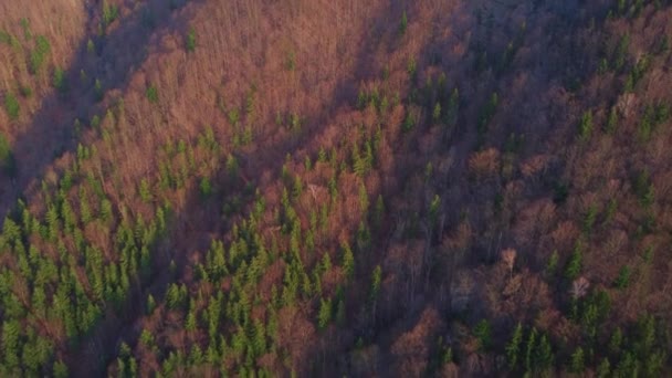 Aerial shot of a drone over a colorful forest in early spring. Steep hill ,shadows. Fly ahead — Stock Video