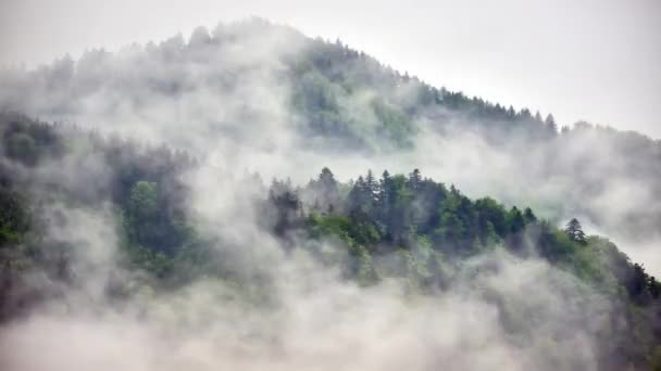 Lesní mlha krajina po bouři. Přírodní divoké pozadí. Krásná horská krajina. — Stock video
