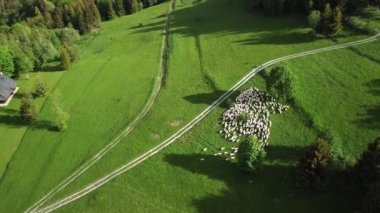 Yeşil bir çayırda otlayan bir koyun sürüsü. Koyun ve çoban köpekleri etrafında bir dron ile havadan çekim. Yüksek kalite 4K görüntü. İnsansız hava aracı ile hava görüntüsü.