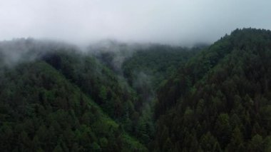Kuş bakışı hava manzaralı puslu dağ ağaçları. Bereketli bulutlar vahşi sisli ormanı, Karpatları kaplar.