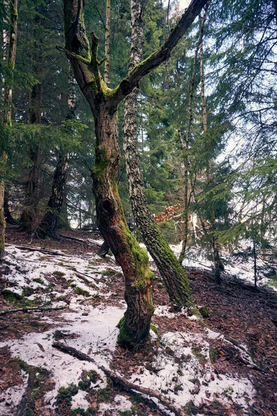 Sonbahar ormanındaki kayın ağacı yosun ve yerde kuru yapraklarla kaplıydı. Yüksek kalite fotoğraf