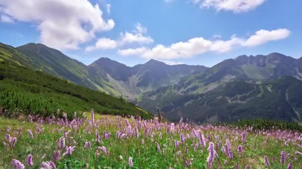 Видеопанорама Высоких Татр Рогаче Фиолетовые Цветы Волчанки Слегка Движутся Зеленой — стоковое видео