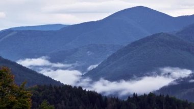 FHmla vadideki ladin ormanına taşar. Yüksek kalite 4k görüntü