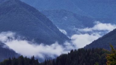 Alçak sisli bulutlar dağ vadisindeki bir ladin ormanının üzerine dökülüyor. Yüksek kaliteli FullHD görüntüler