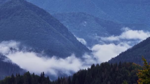 Alacsony Ködfelhők Ömlenek Egy Lucfenyőerdőre Egy Hegyi Völgyben Kiváló Minőségű — Stock videók