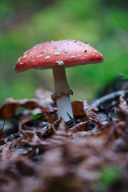  Amanita muscaria mantarı sonbahar ormanında kuru yapraklarda, bulanık yeşil arka planda. Mantar toplama konsepti. Uçan agarik, sarı-turuncu yapraklı zehirli kırmızı mantar.. 