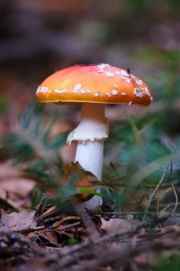  Amanita muscaria mantarı sonbahar ormanında kuru yapraklarda, bulanık yeşil arka planda. Mantar toplama konsepti. Uçan agarik, sarı-turuncu yapraklı zehirli kırmızı mantar.. 