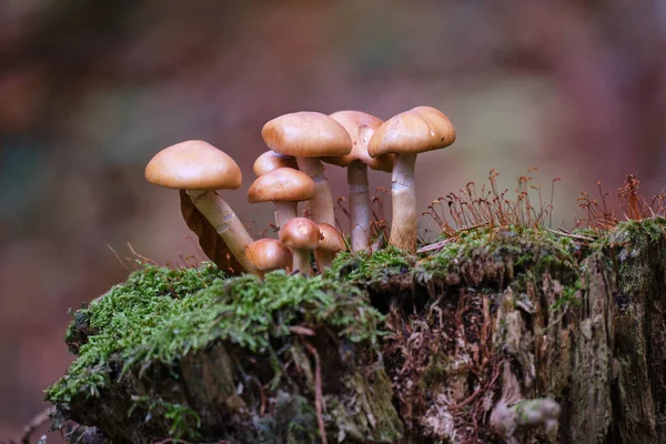 森のキノコは緑の苔状の基質に成長します 高品質の写真 — ストック写真