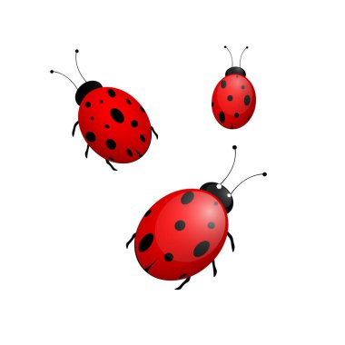 Uğur böceği ya da uğur böceğini kırmızı ve siyaha ayarla. Vektör illüstrasyonu beyaz arkaplanda izole edildi