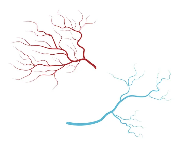 Arterie Vener Rødt Blåt Arteriesystem Isoleret Hvid Baggrund Menneskelige Blodkar – Stock-vektor