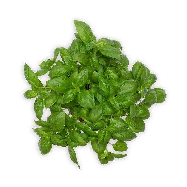 Basil Herb Plant Pot Isolated Gray Backround Fresh Herbs — Stock Photo, Image