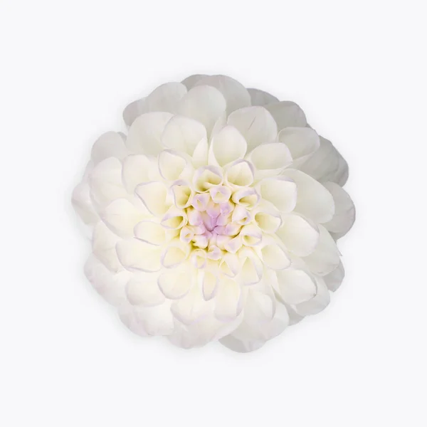 Flor de dalia blanca aislada sobre fondo blanco — Foto de Stock