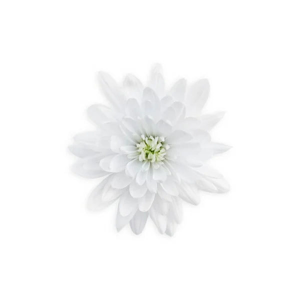 Flor de crisantemo blanco aislada sobre fondo blanco. Flor de cerca. — Foto de Stock