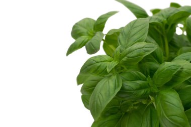 Gri arka planda izole edilmiş Basil bitkisine yakın çekim. Organik yiyecekler.