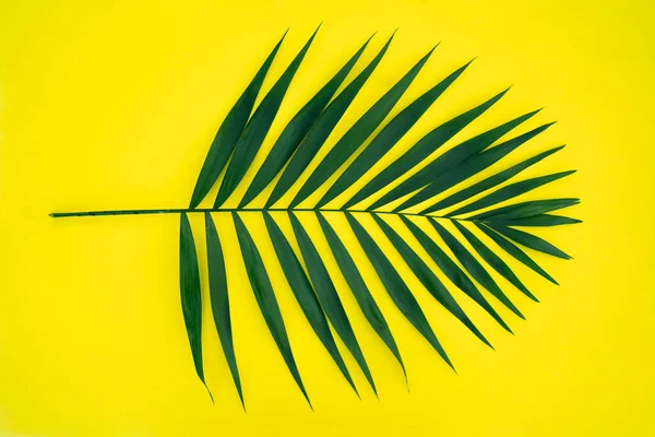 Sarı arka planda yeşil palmiye yaprakları. Üst görünüm.