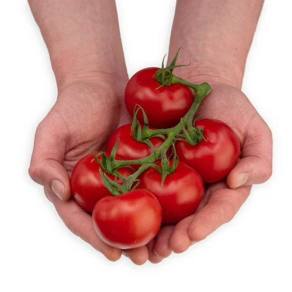 Caucasian Male Holding Vine Full Fresh Ripe Red Cherry Tomatoes — Stock Photo, Image