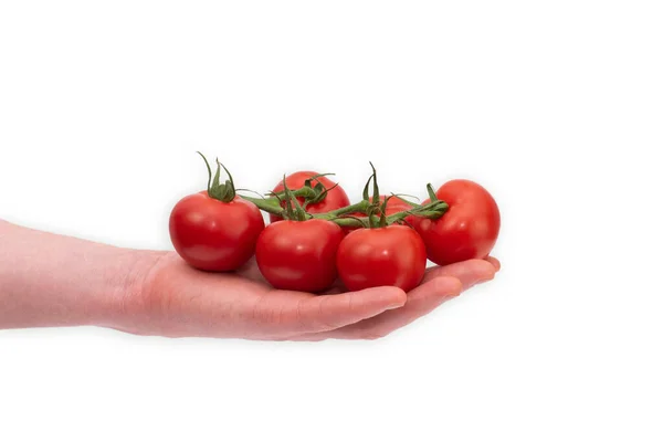 Varón Caucásico Sosteniendo Una Vid Llena Tomates Rojos Cereza Frescos —  Fotos de Stock