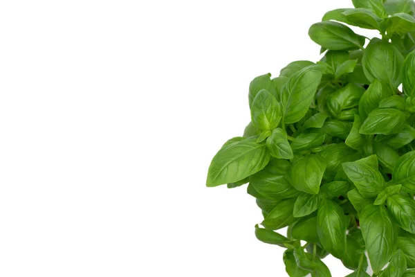 Dekat Dengan Basil Herb Terisolasi Belakang Abu Abu Makanan Organik — Stok Foto