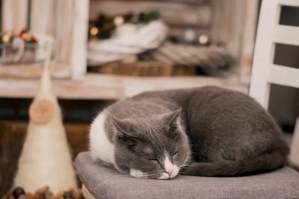 Leuke grijze kat die op een stoel slaapt — Stockfoto