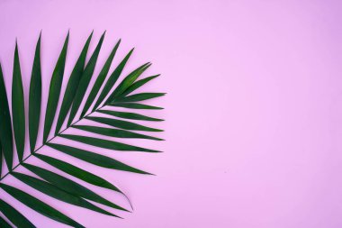 Pembe arka planda yeşil palmiye yaprakları. Üst görünüm.