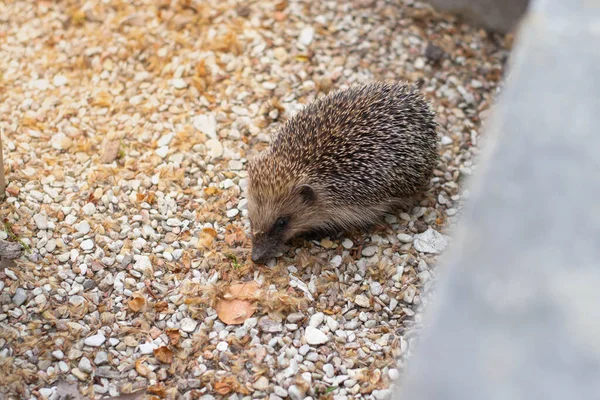 Beautiful Hedgehogs Foraging Has Leaves Erinaceus Europaeus — Stock Photo, Image